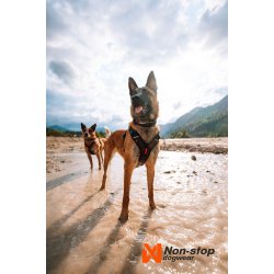 Non-stop dogwear Rock Adjustable Collar