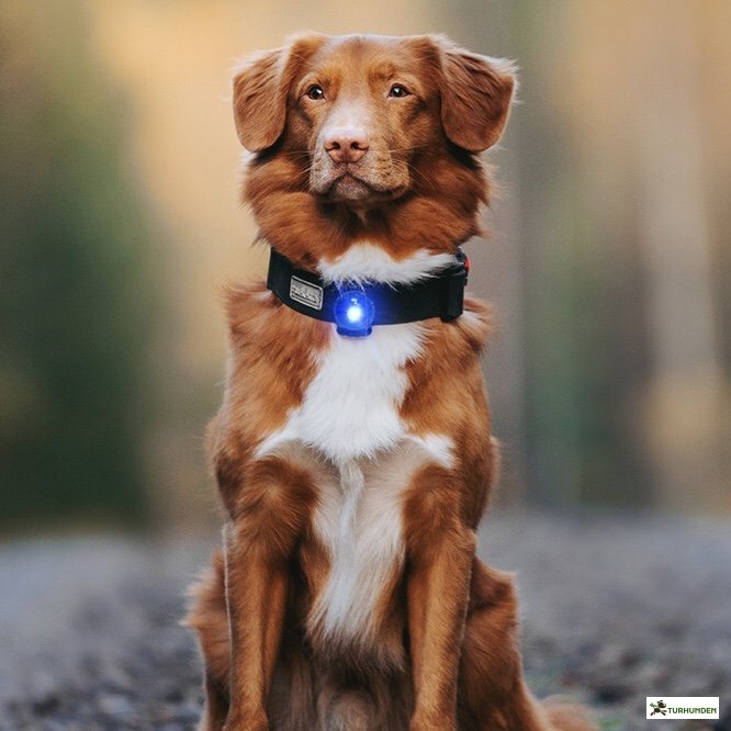 Orbiloc Dog Dual - Bl�