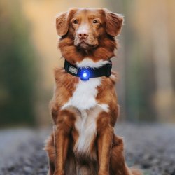 Orbiloc Dog Dual - Bl�