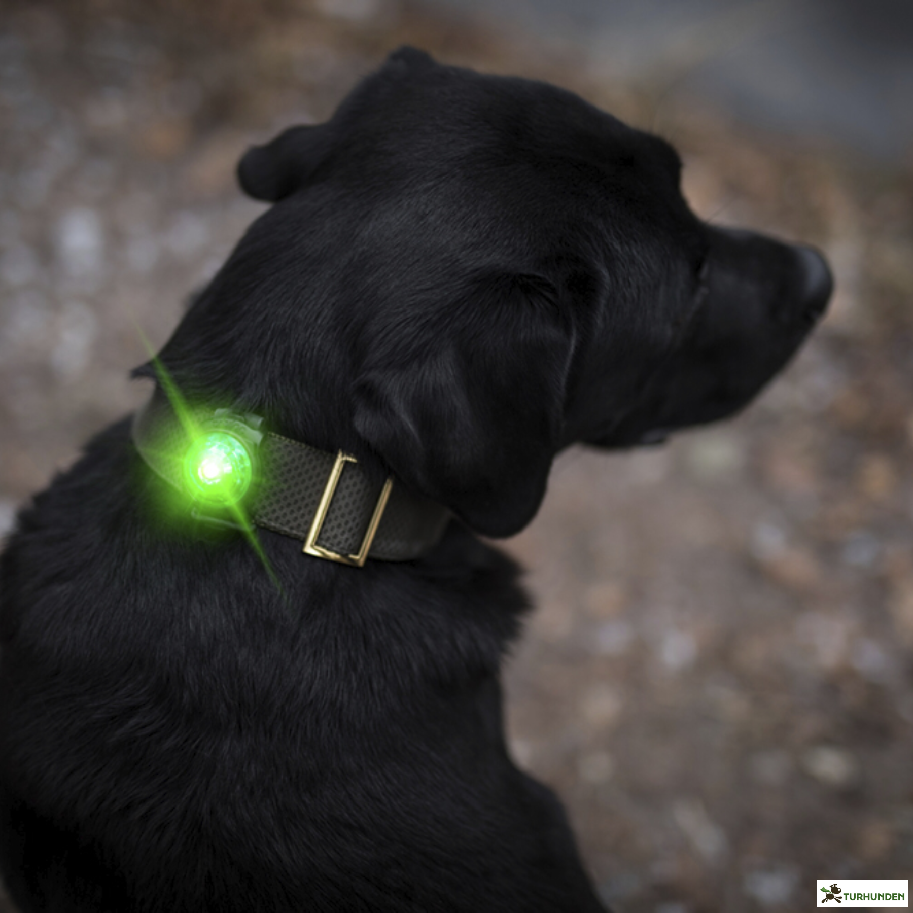 Orbiloc Dog Dual - Grn