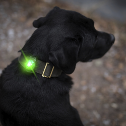 Orbiloc Dog Dual - Grn