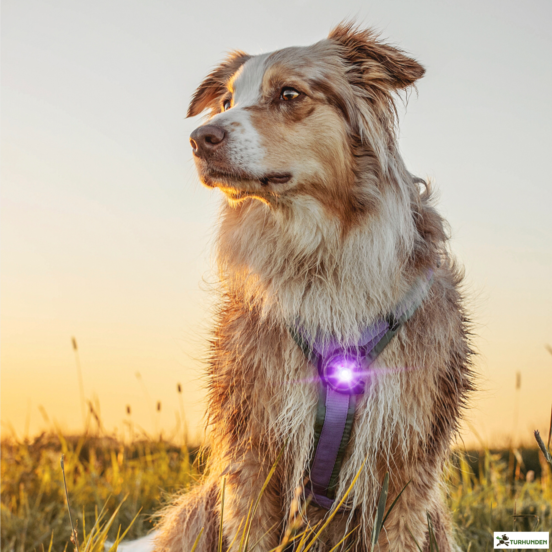 Orbiloc Dog Dual - Lilla