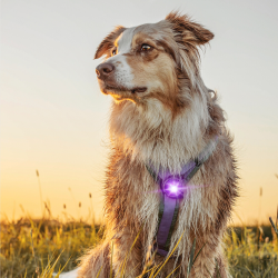 Orbiloc Dog Dual - Lilla