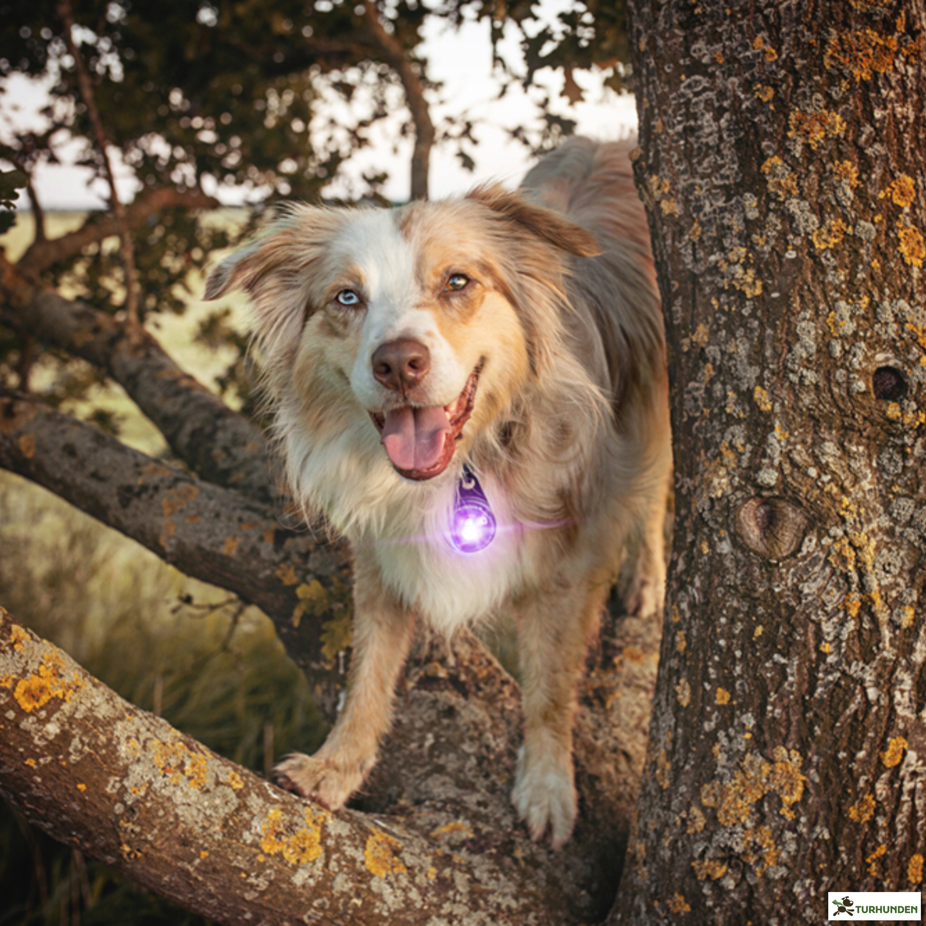 Orbiloc Dog Dual - Lilla