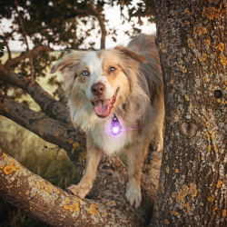 Orbiloc Dog Dual - Lilla