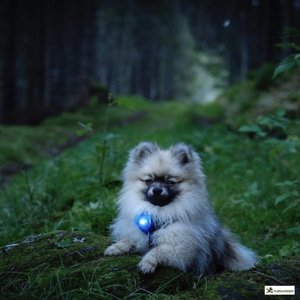 Orbiloc Dog Dual - Bl�