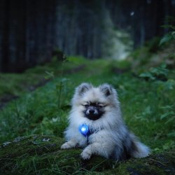 Orbiloc Dog Dual - Bl�