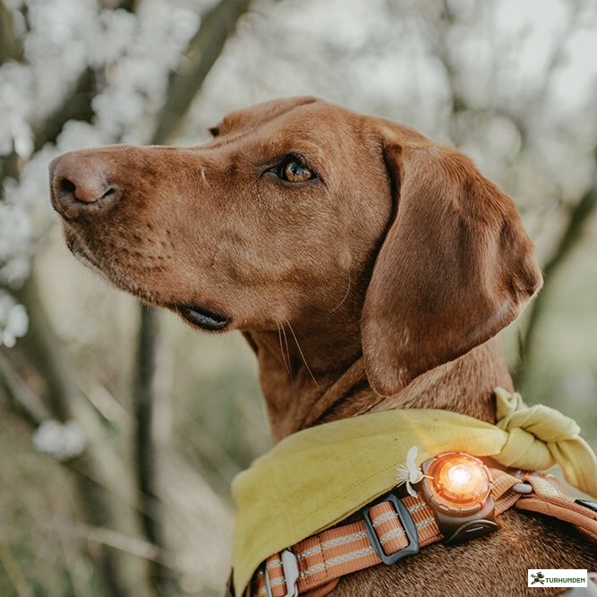 Orbiloc Dog Dual - Amber