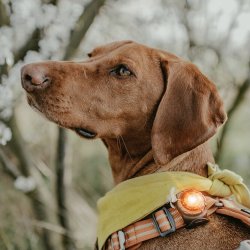 Orbiloc Dog Dual - Amber