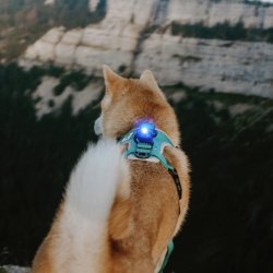 Orbiloc Dog Dual - Bl�