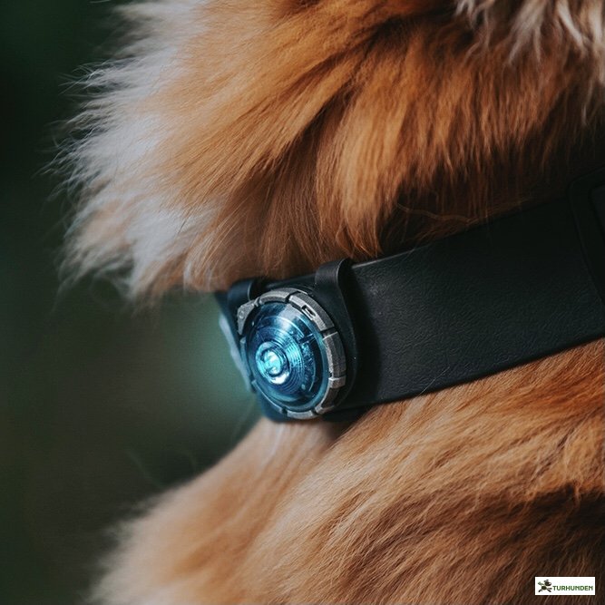 Orbiloc Dog Dual - Turkis