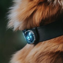 Orbiloc Dog Dual - Turkis