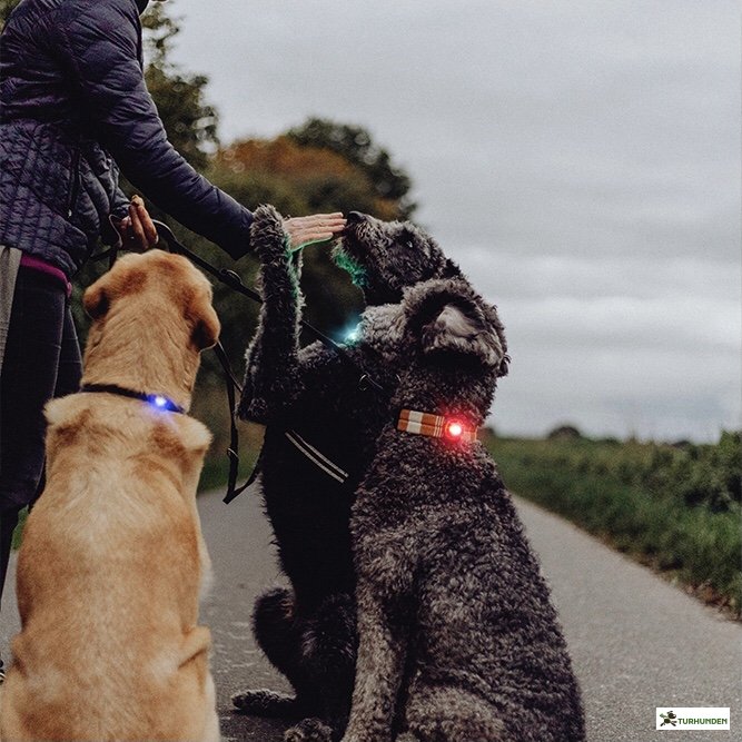 Orbiloc Dog Dual - Rd