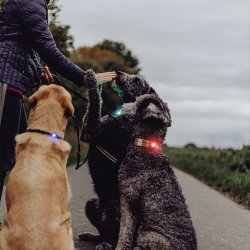 Orbiloc Dog Dual - Rd