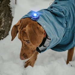 Orbiloc Dog Dual - Bl�