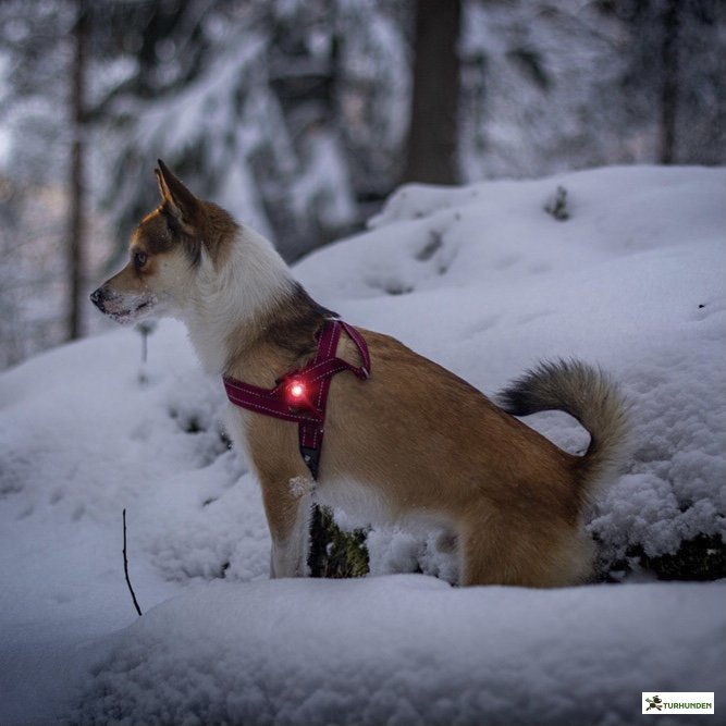 Orbiloc Dog Dual - Rd