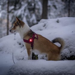 Orbiloc Dog Dual - Rd