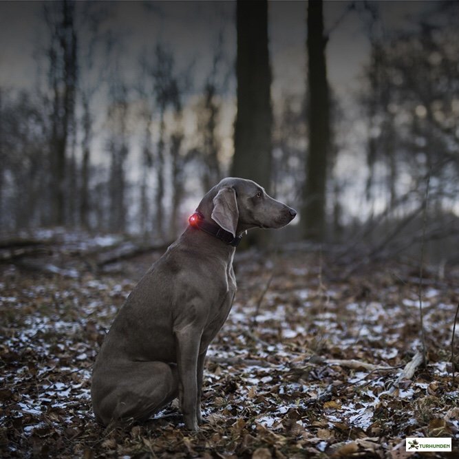 Orbiloc Dog Dual - Rd