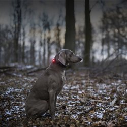 Orbiloc Dog Dual - Rd