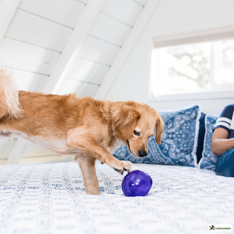 Outward Hound - Lil' Snoop