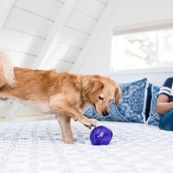 Outward Hound - Lil' Snoop