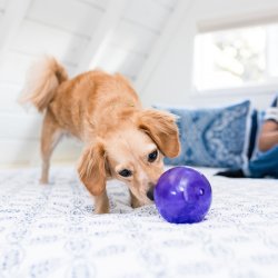 Outward Hound - Lil' Snoop