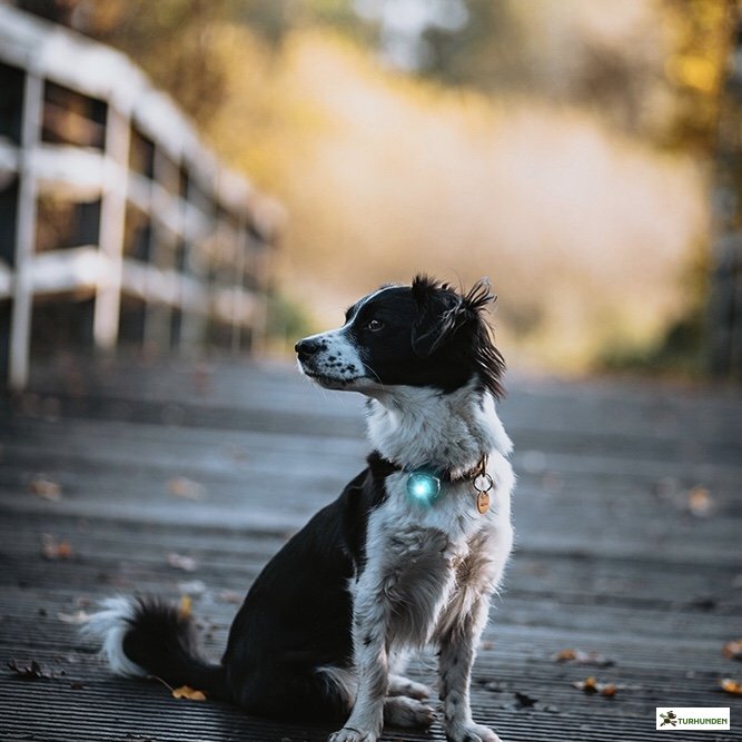 Orbiloc Dog Dual - Turkis