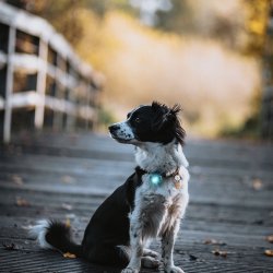 Orbiloc Dog Dual - Turkis