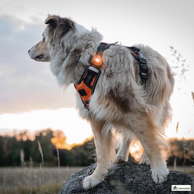 Orbiloc Dog Dual - Amber