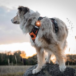 Orbiloc Dog Dual - Amber