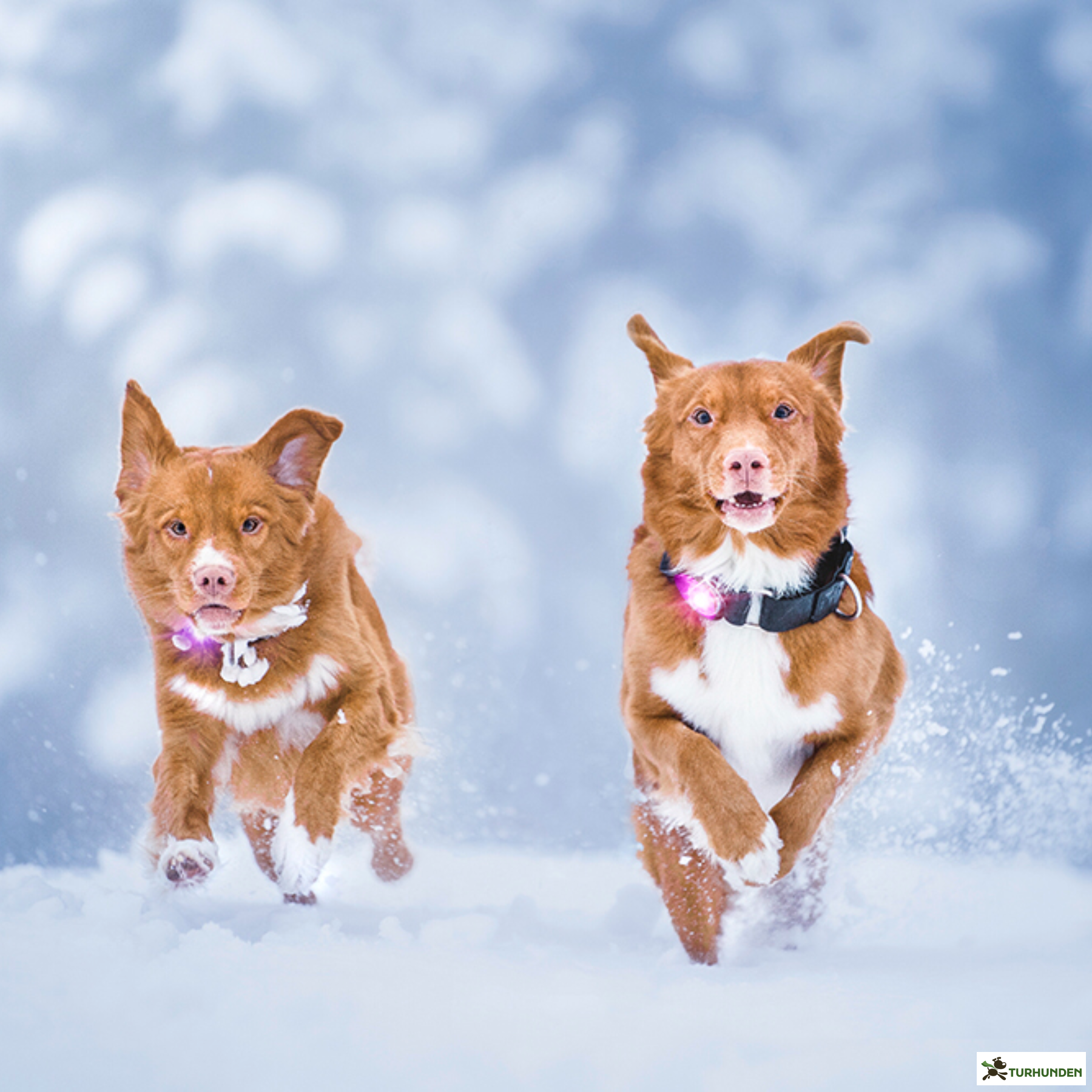 Orbiloc Dog Dual - Pink