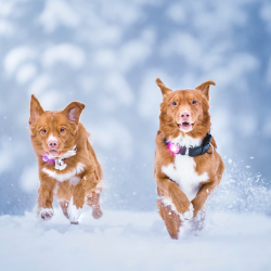 Orbiloc Dog Dual - Pink