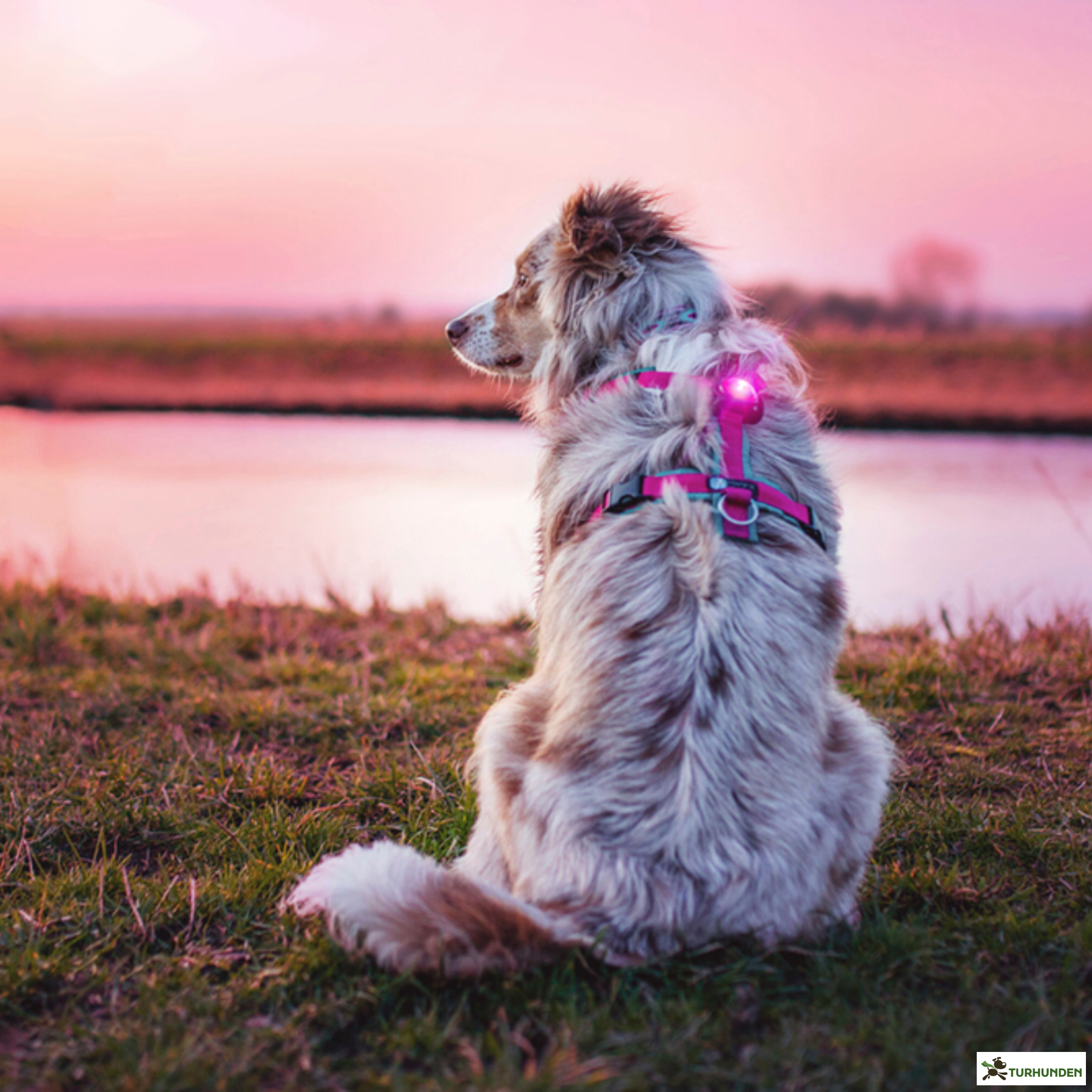 Orbiloc Dog Dual - Pink