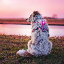 Orbiloc Dog Dual - Pink