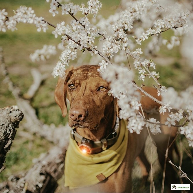 Orbiloc Dog Dual - Amber