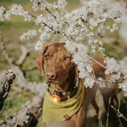 Orbiloc Dog Dual - Amber