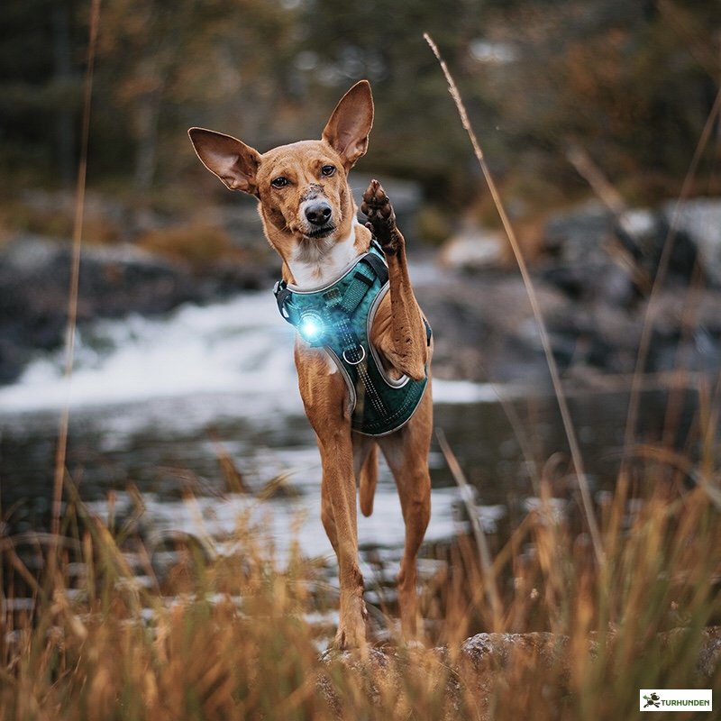 Orbiloc Dog Dual - Turkis