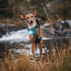 Orbiloc Dog Dual - Turkis