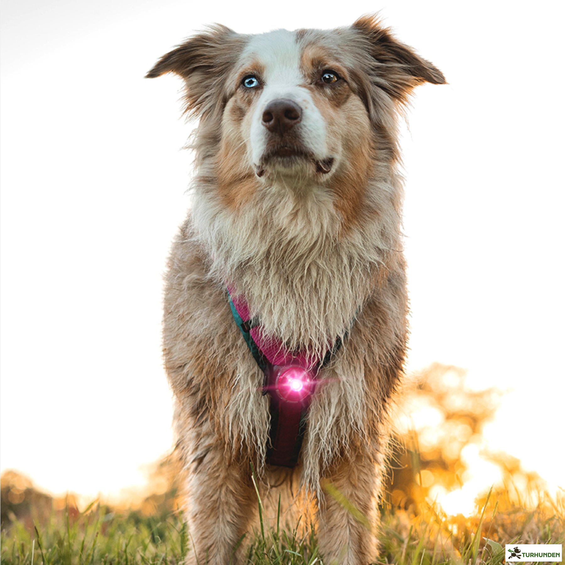 Orbiloc Dog Dual - Pink