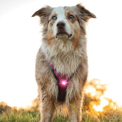 Orbiloc Dog Dual - Pink