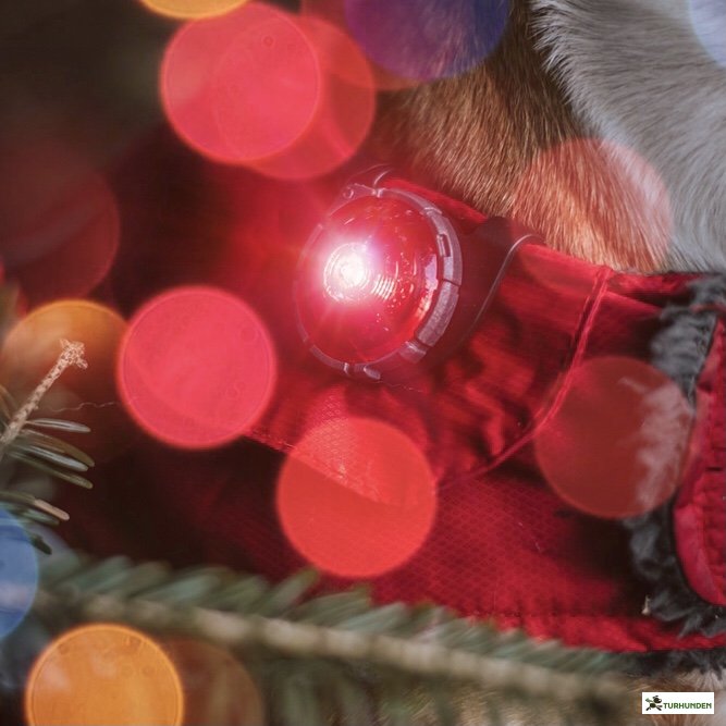 Orbiloc Dog Dual - Rd