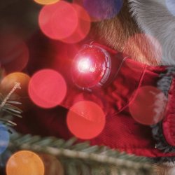 Orbiloc Dog Dual - Rd