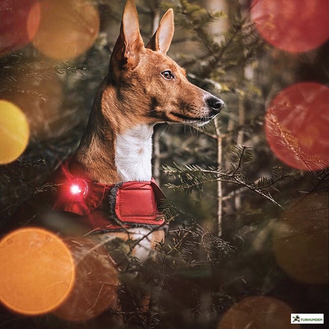 Orbiloc Dog Dual - Rd