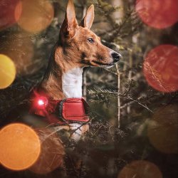 Orbiloc Dog Dual - Rd