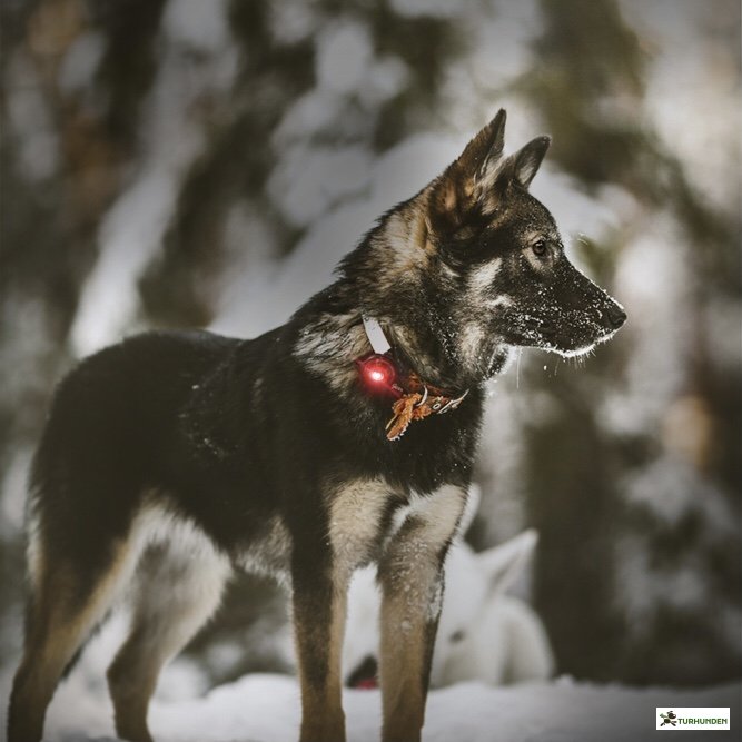 Orbiloc Dog Dual - Rd