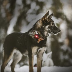 Orbiloc Dog Dual - Rd