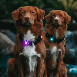 Orbiloc Dog Dual - Lilla