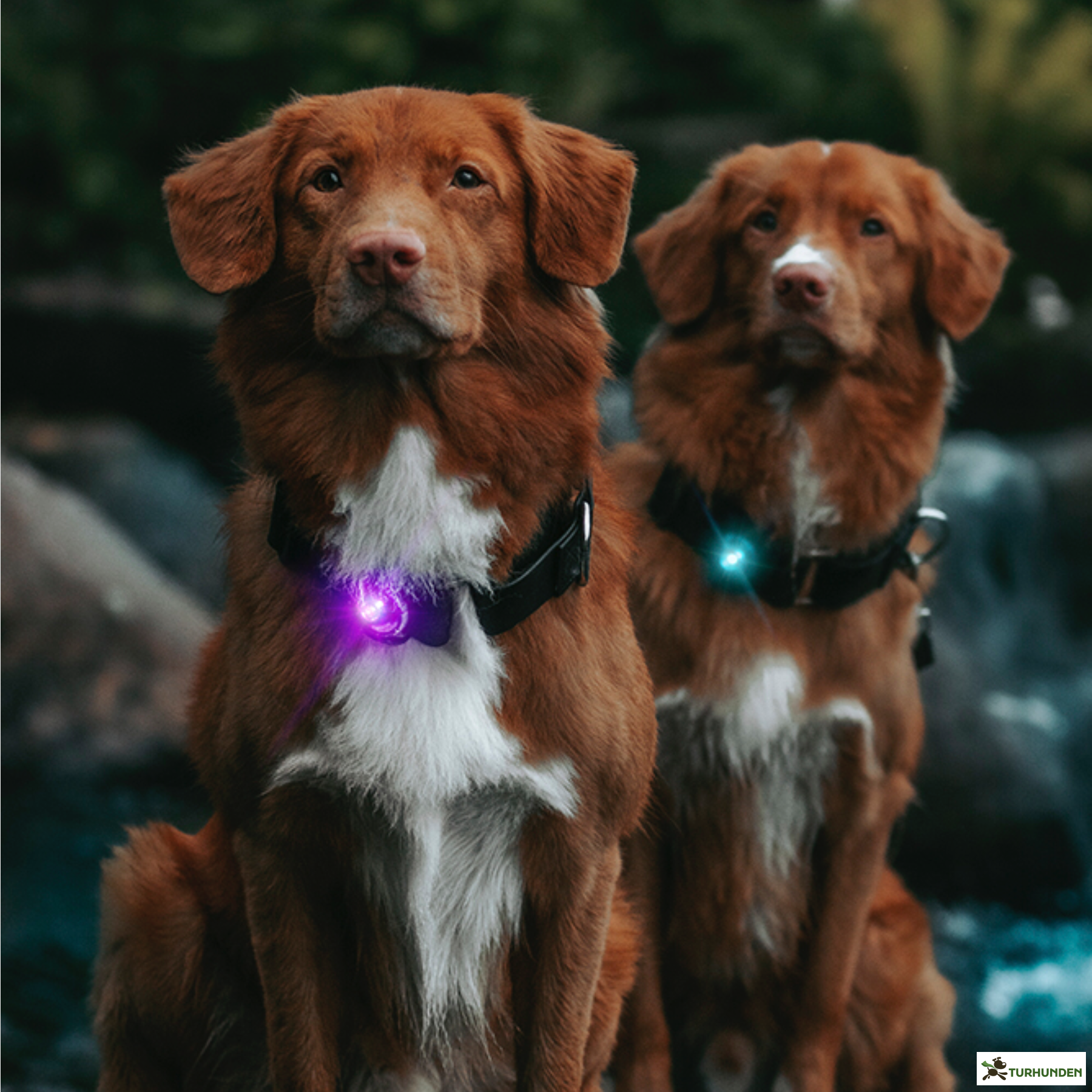 Orbiloc Dog Dual - Lilla