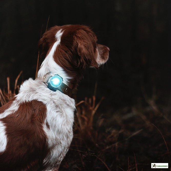 Orbiloc Dog Dual - Turkis