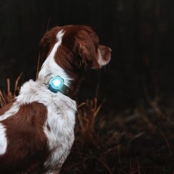 Orbiloc Dog Dual - Turkis